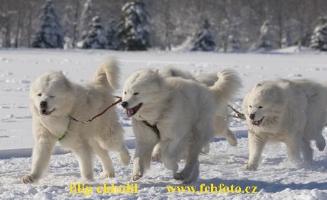 Decinsky sneznik 05 - 388.jpg